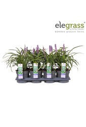 Liriope muscari Variegata P14