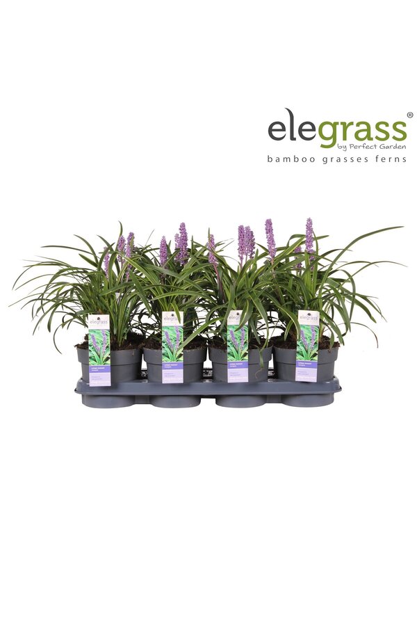 Liriope muscari Variegata P14