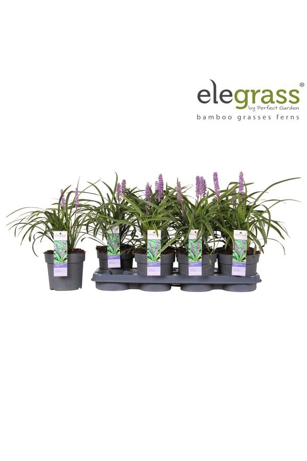 Liriope muscari Variegata P14