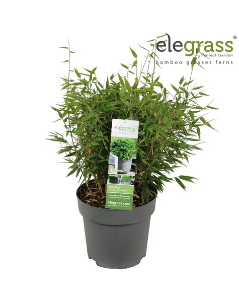 Fargesia Moontears® Boobux P23