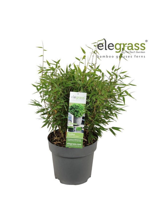 Fargesia Moontears® Boobux P23