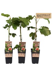 Ficus carica Brown Turkey P15