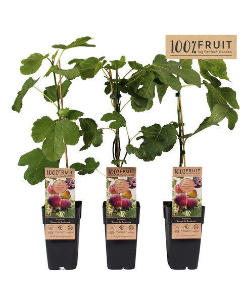 Ficus Rouge de Bordeaux P15