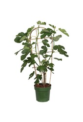 Ficus Gustissimo® Perretta® P23