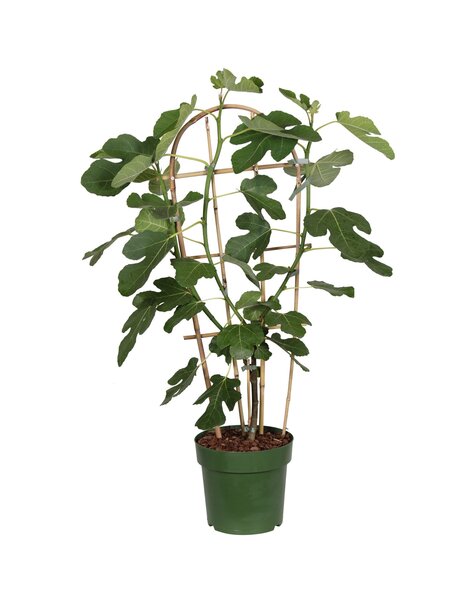 Ficus Gustissimo® Perretta® P23