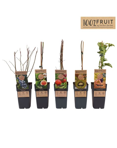 Fruit-Mix-Schale exklusiv P15