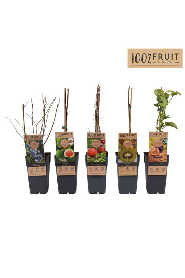 Fruit-Mix-Schale exklusiv P15