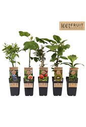 Fruit-Mix-Schale exklusiv P15