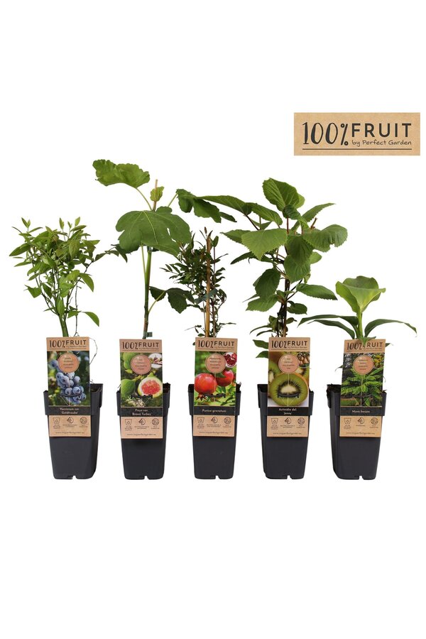 Fruit-Mix-Schale exklusiv P15