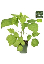 Rubus mix 6er-Pack bio P9