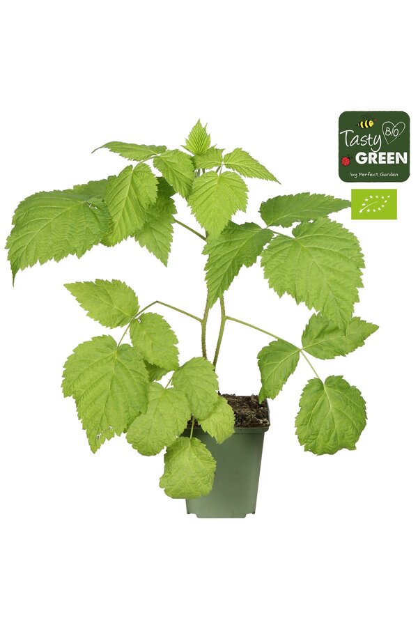 Rubus mix 6er-Pack bio P9
