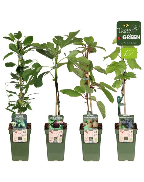 Obstmixschale bio Klimafrucht P19