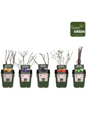 Frucht-Mix-Schale bio exklusiv P13 (6x6)