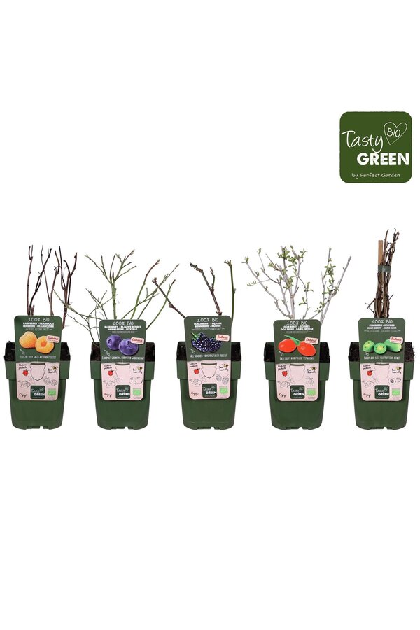 Frucht-Mix-Schale bio exklusiv P13 (6x6)