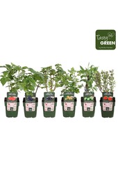 Fruchtmix-Schale Bio exklusiv P13