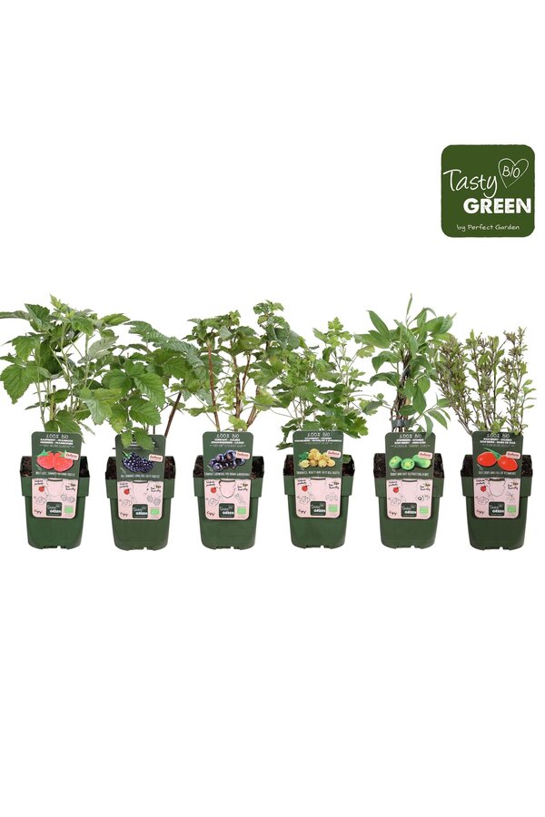 Fruchtmix-Schale Bio exklusiv P13