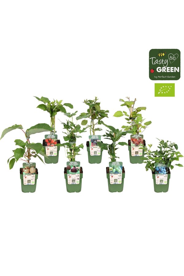 Fruchtmix-Schale Bio exklusiv P13