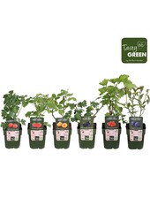 Fruit-Mix-Tray Bio Standard P13 (6x6)