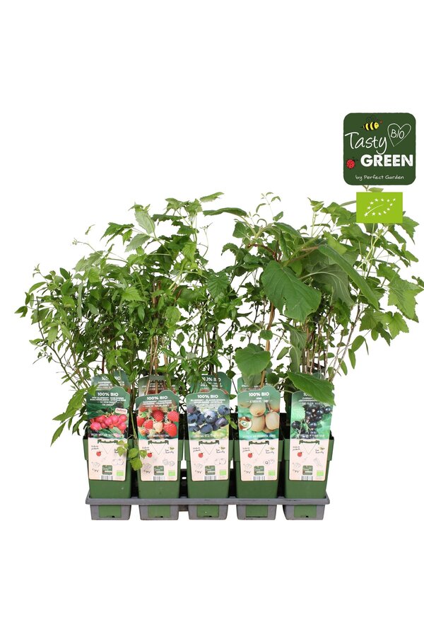 Frucht-Mix-Schale Bio Standard P15