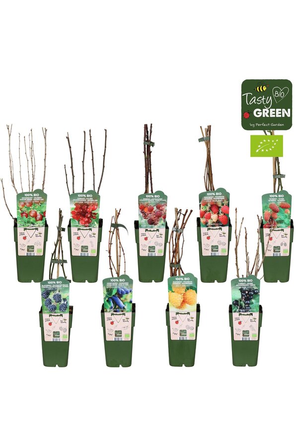 Frucht-Mix-Schale Bio Standard P15