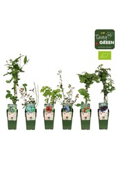 Frucht-Mix-Schale Bio Standard P15