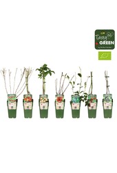 Frucht-Mix-Schale Bio Standard P15