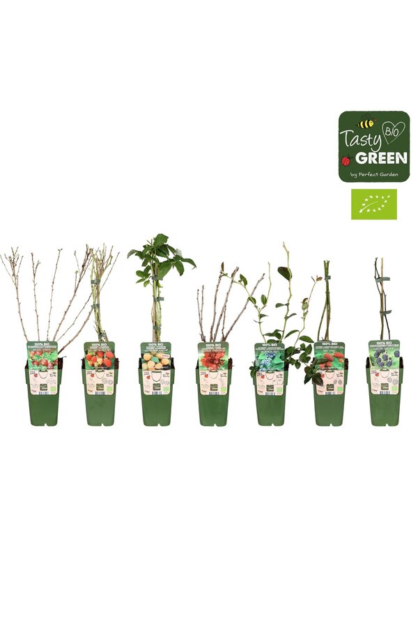 Frucht-Mix-Schale Bio Standard P15