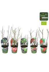 Fruchtmix Schale Übertopf Bio P14