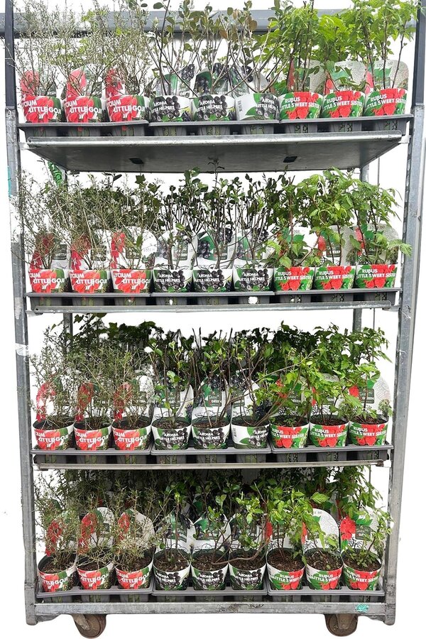 Fruchtmix Schale Übertopf Bio P14