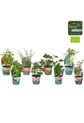 Fruchtmix Schale Übertopf Bio P14