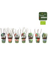 Fruchtmix Schale Übertopf Bio P14