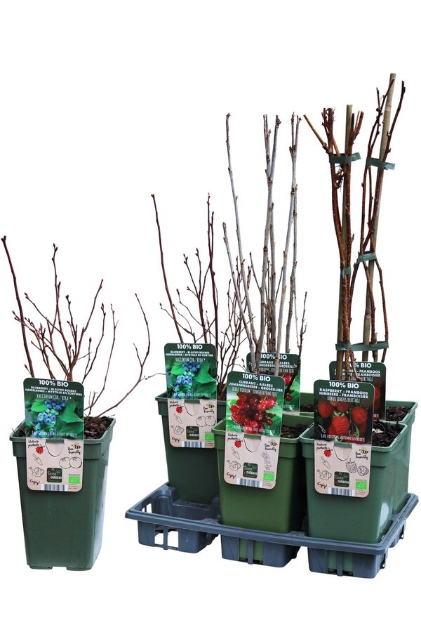 Obst-Mix-Tray bio P19 Standard