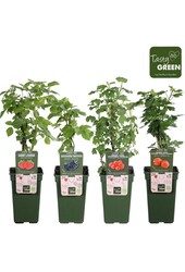 Obst-Mix-Tray bio P19 Standard