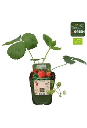 Fragaria x ananassa Sonata Bio P13