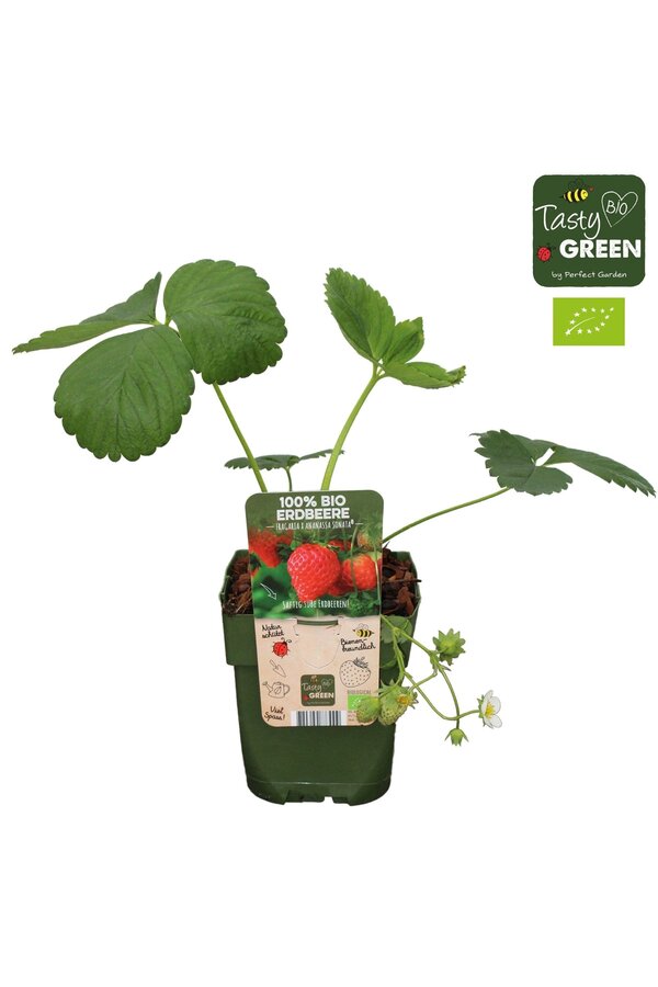 Fragaria x ananassa Sonata Bio P13