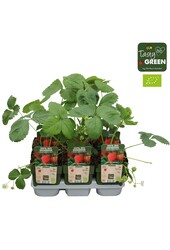 Fragaria x ananassa Sonata Bio P13