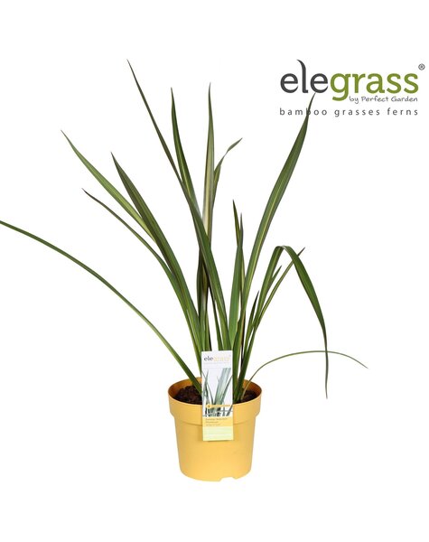 Phormium Wings of Gold P14