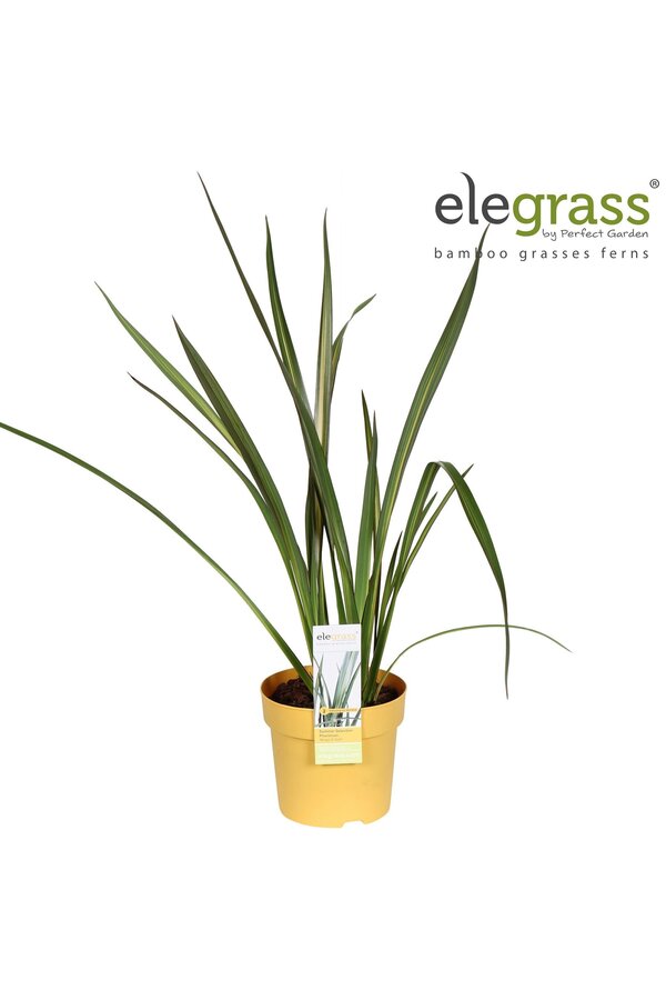 Phormium Wings of Gold P14