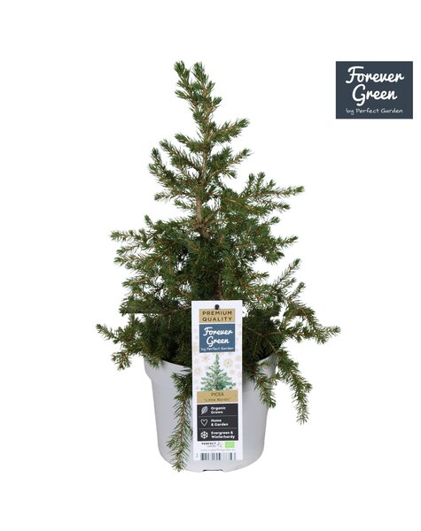 Picea glauca Little Nordic P19 Bio - (Conica Familie)