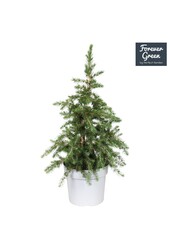 Picea glauca Little Nordic P19 Bio - (Conica Familie)