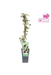 Hedera colchica Dentata Variegata P15