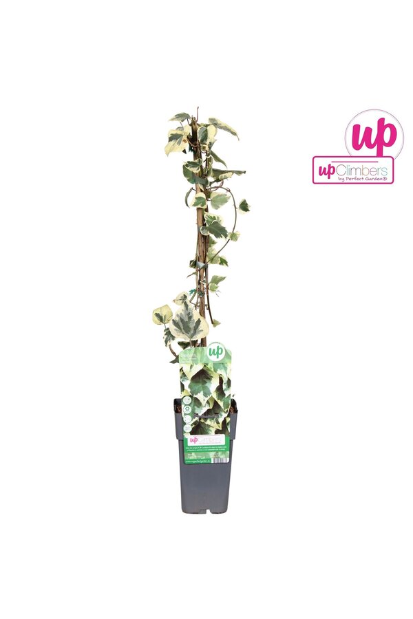 Hedera colchica Dentata Variegata P15