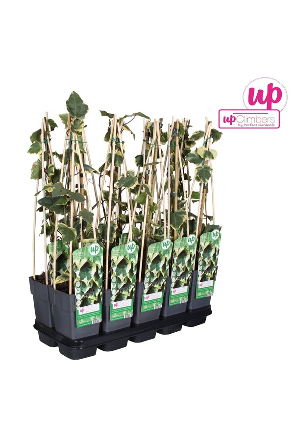 Hedera colchica Dentata Variegata P15