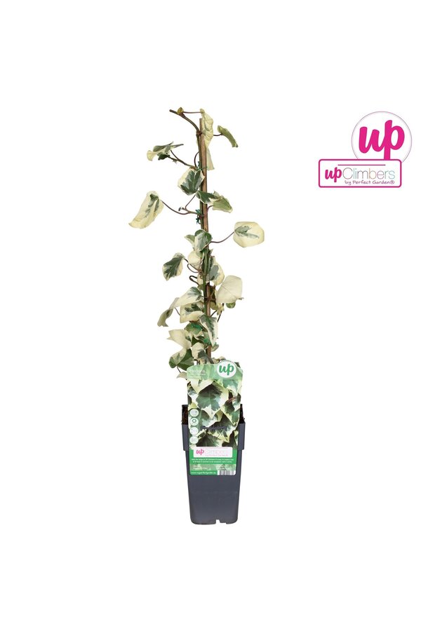 Hedera colchica Dentata Variegata P15