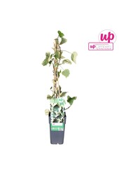 Hedera colchica Dentata Variegata P15