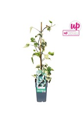 Hedera colchica Dentata Variegata P15
