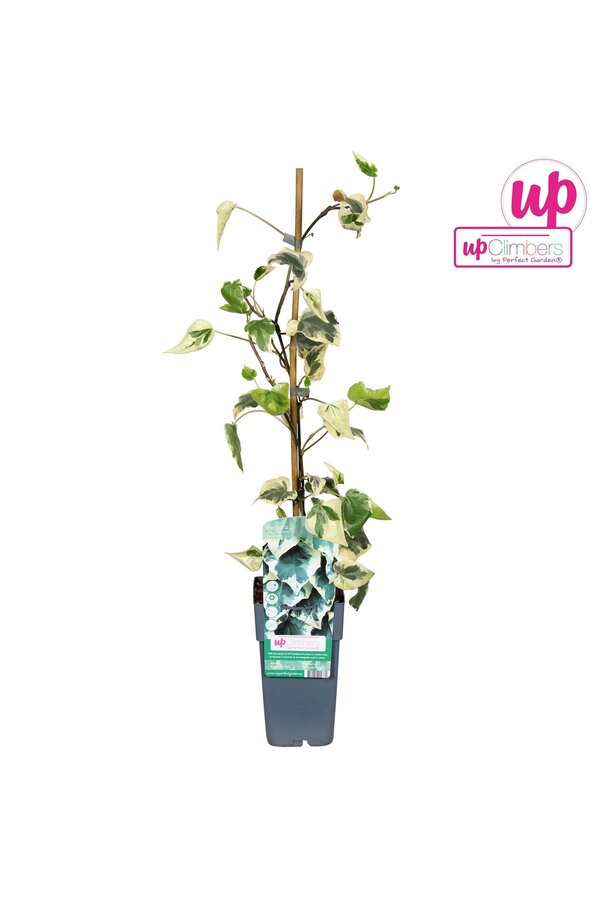 Hedera colchica Dentata Variegata P15