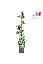 Hedera colchica Dentata Variegata P15