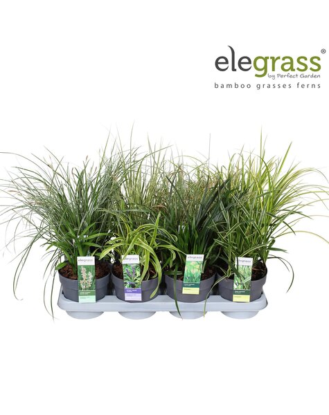 Gräser-Mix-Tray - Elegrass Winterhart und Immergrün P14