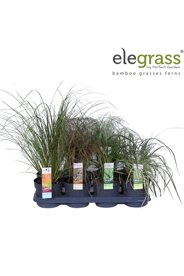 Gräser-Mix-Tray - Elegrass Winterhart und Immergrün P14